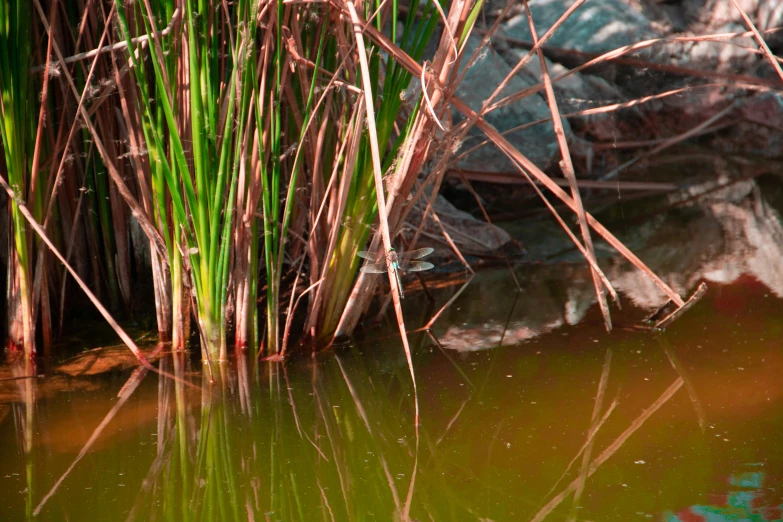 an area with water and green plants in it