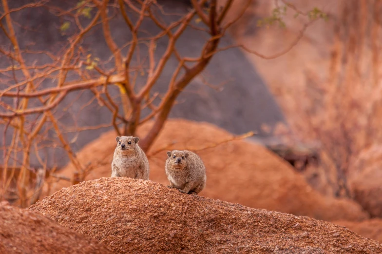 two little birds standing on top of some rocks