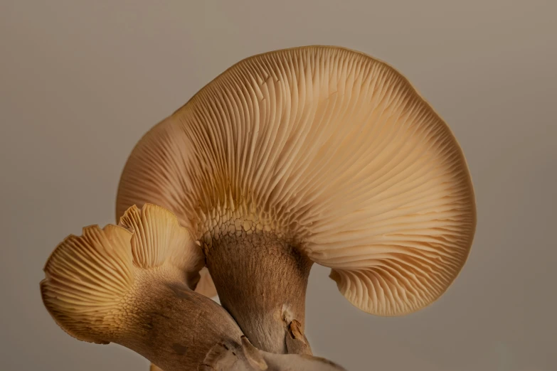 a closeup of a mushroom with two hands