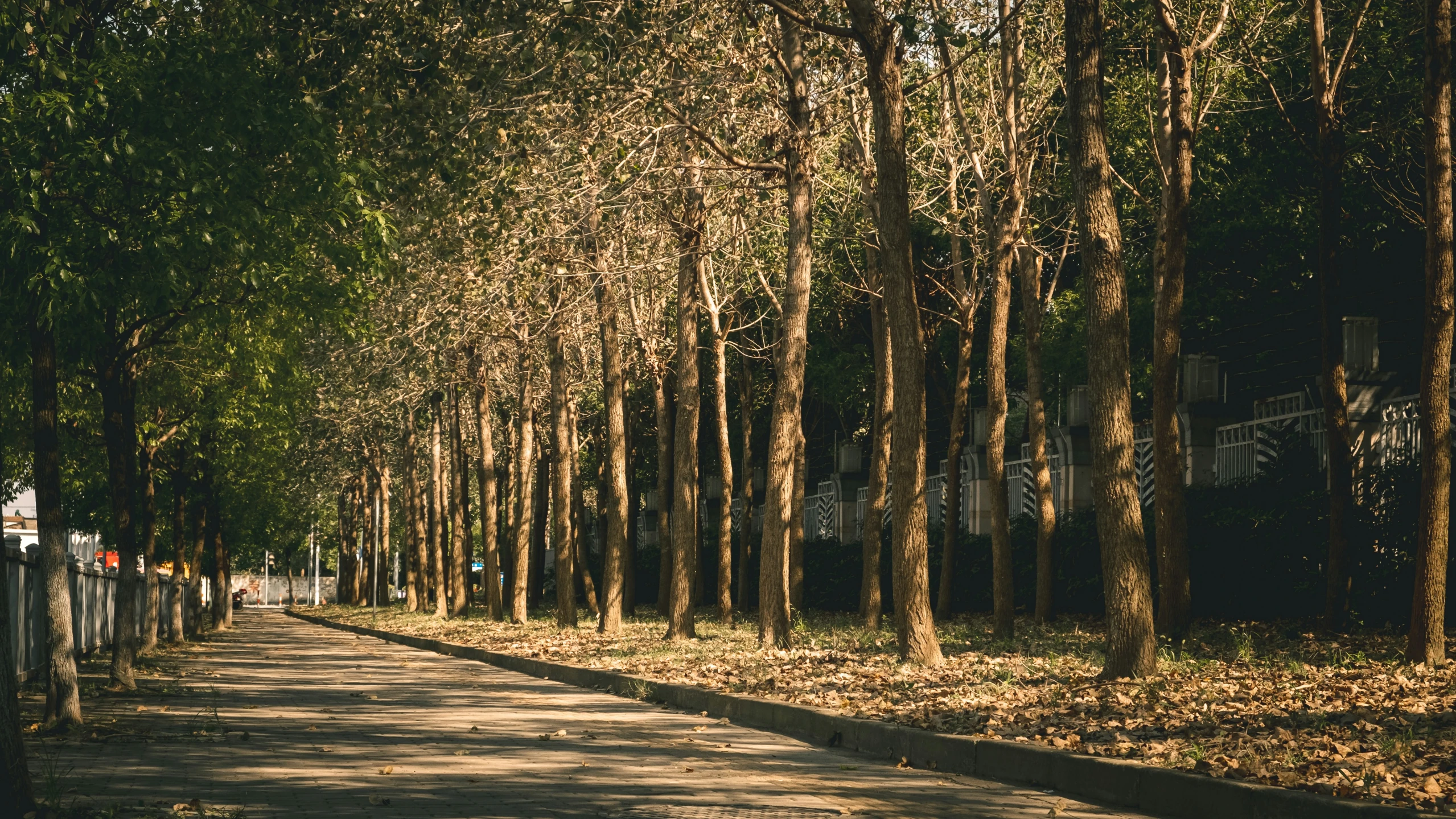 a line of trees lining a street with a lot of leaves