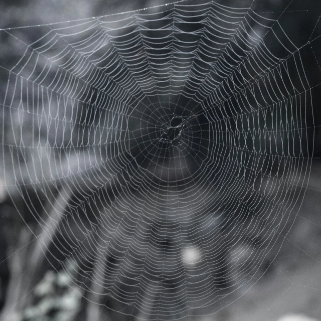 a spider web sits over a car window