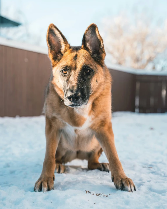 a brown and black dog is on some snow