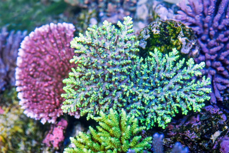 sea life is depicted in this po, including red and green corals