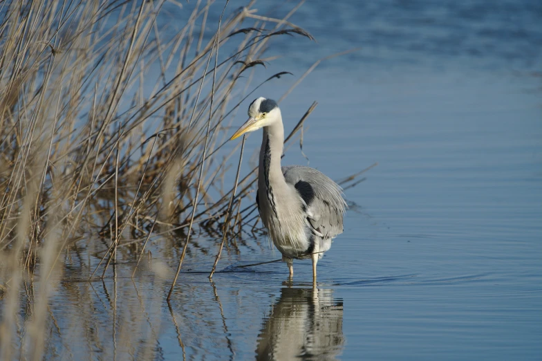 the bird is in the water with reeds