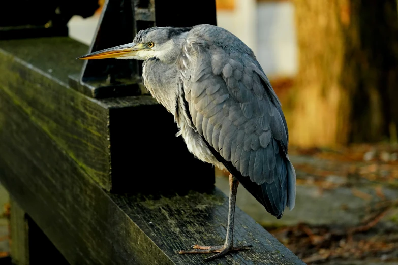 a bird is standing on a park bench