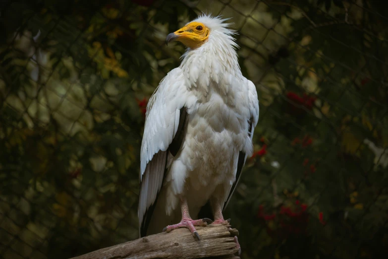 a white bird with a yellow head and yellow beak sitting on a nch