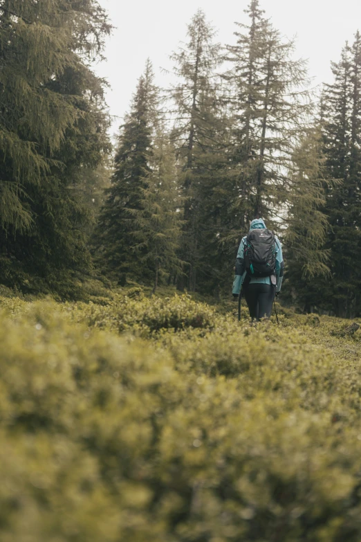 a man hiking through the woods wearing a blue backpack