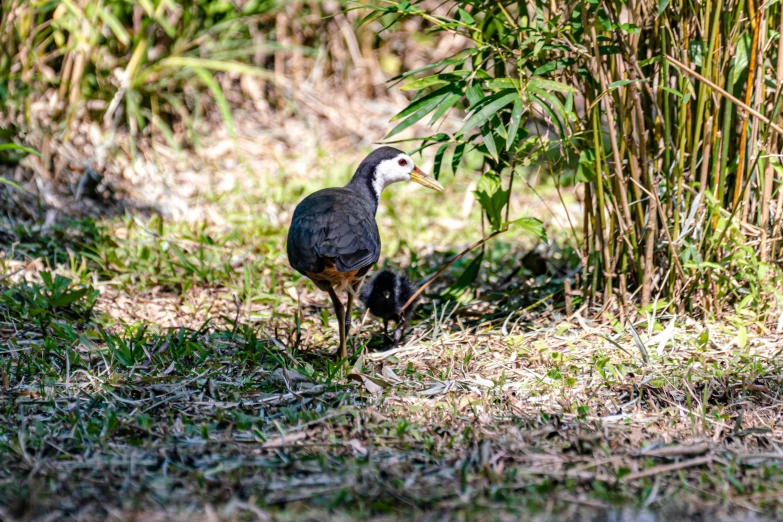 a single bird walking in some weeds and grass