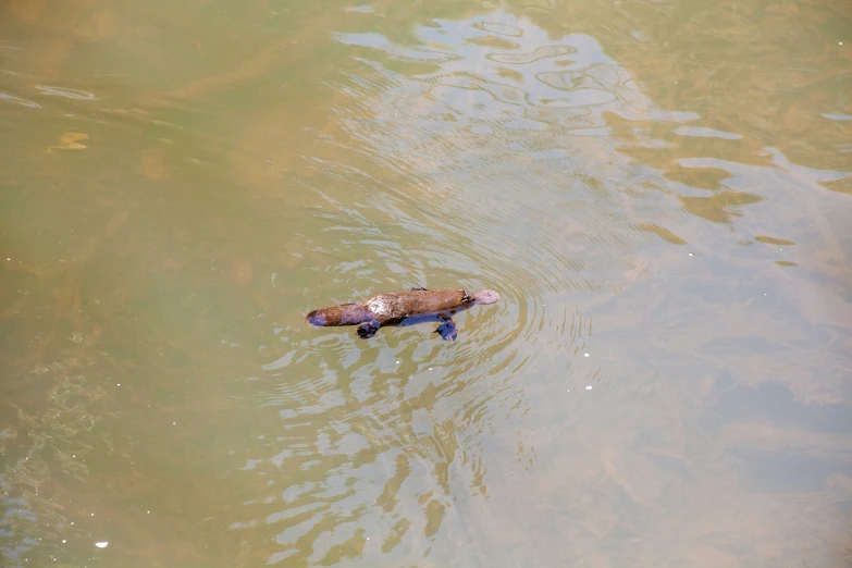 the body of water has two turtles swimming on it