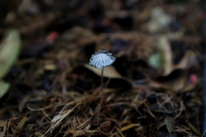 small, white, floret flower on the ground