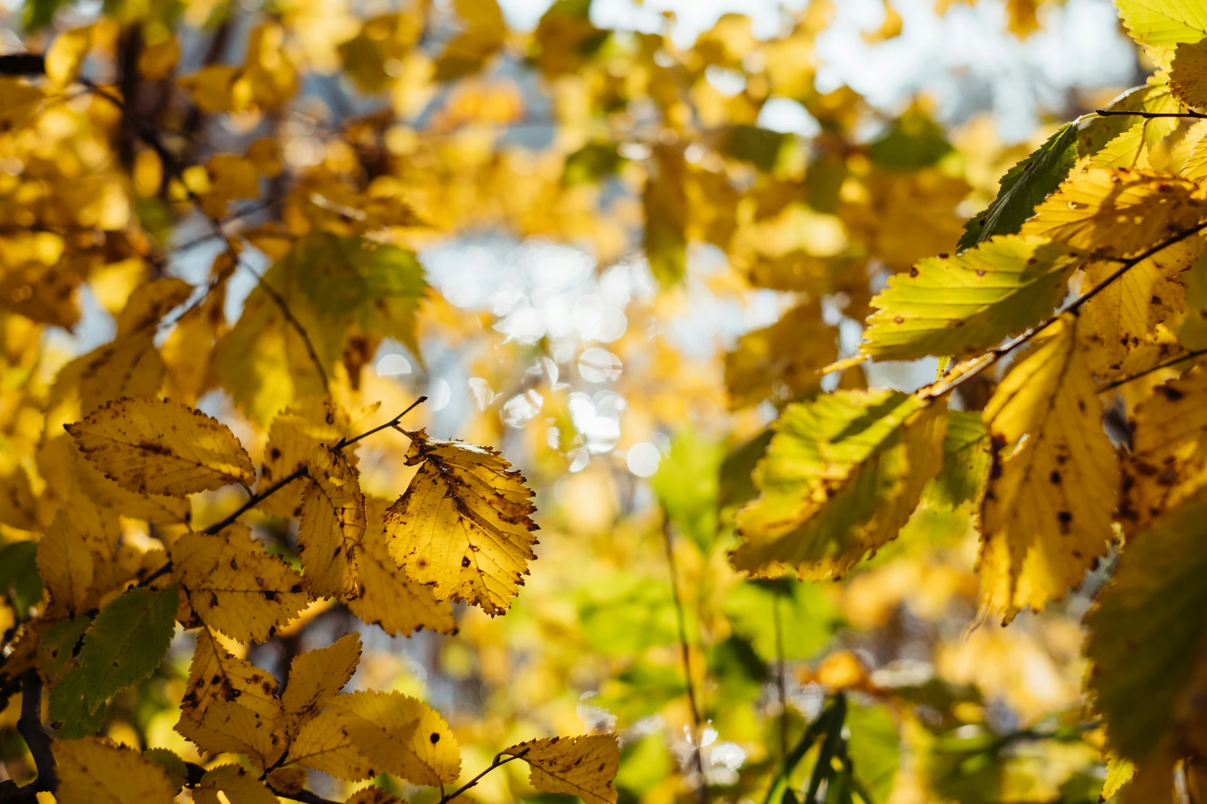 a tree nch that has yellow leaves in it