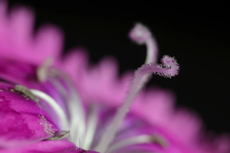 close up view of the center of a purple flower