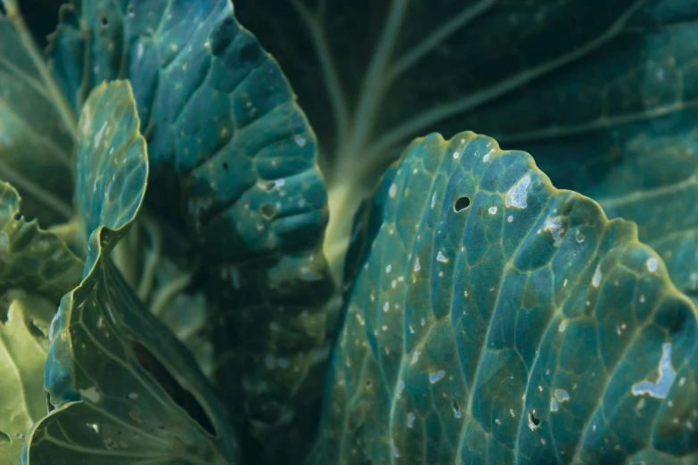 a closeup view of green and brown leaves