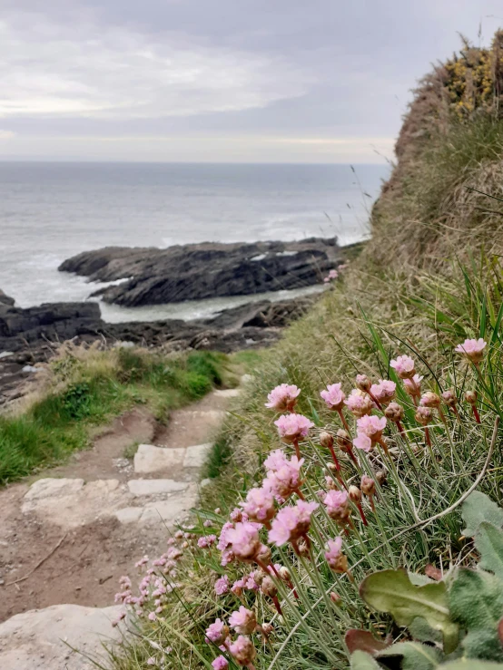 a cliff near the ocean with wildflowers on it