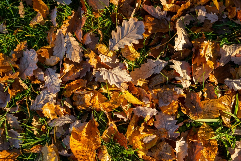 a very close s of some dry leaves on the grass