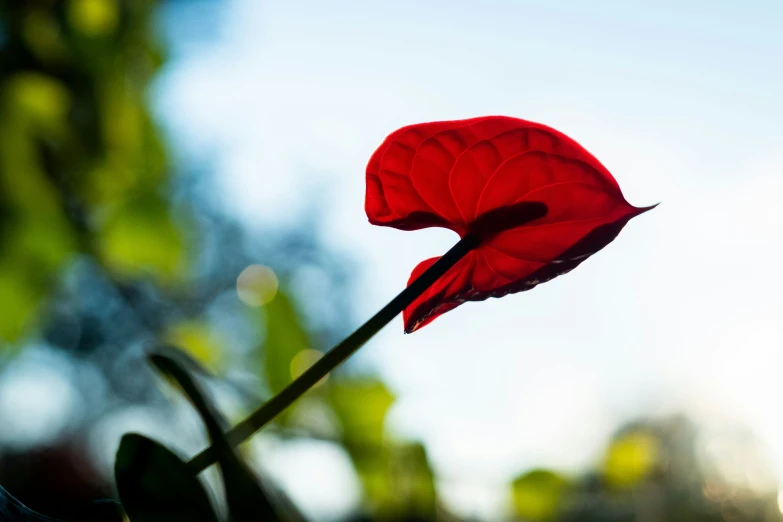 an open red flower bud on a bright day