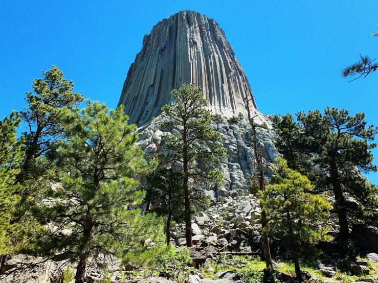 the tree tops in front of the rock face