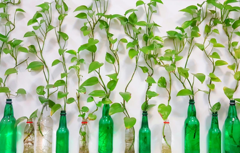 many different bottles with plants growing out of them