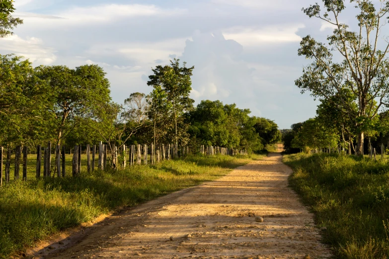 an empty dirt road surrounded by tall grass