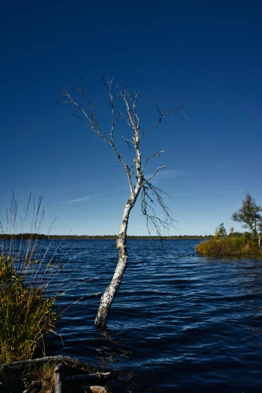 a lonely tree sitting in the middle of water