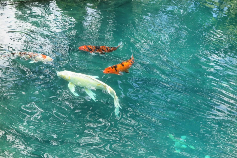 several goldfish in the blue green water near each other