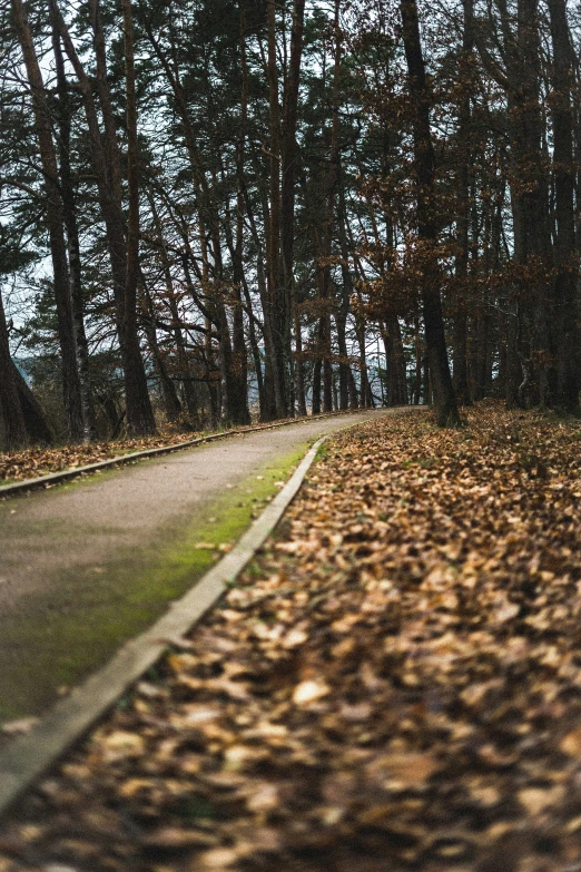 the road has leaves covering the ground and the trees