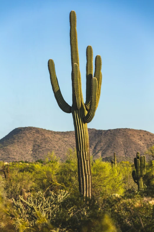 the large cactus is next to the mountains in the background