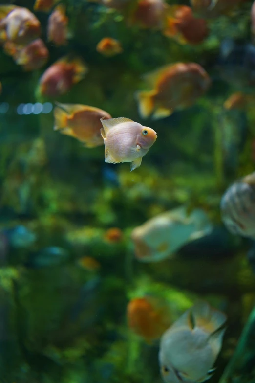 a fish floating in an aquarium with other fish