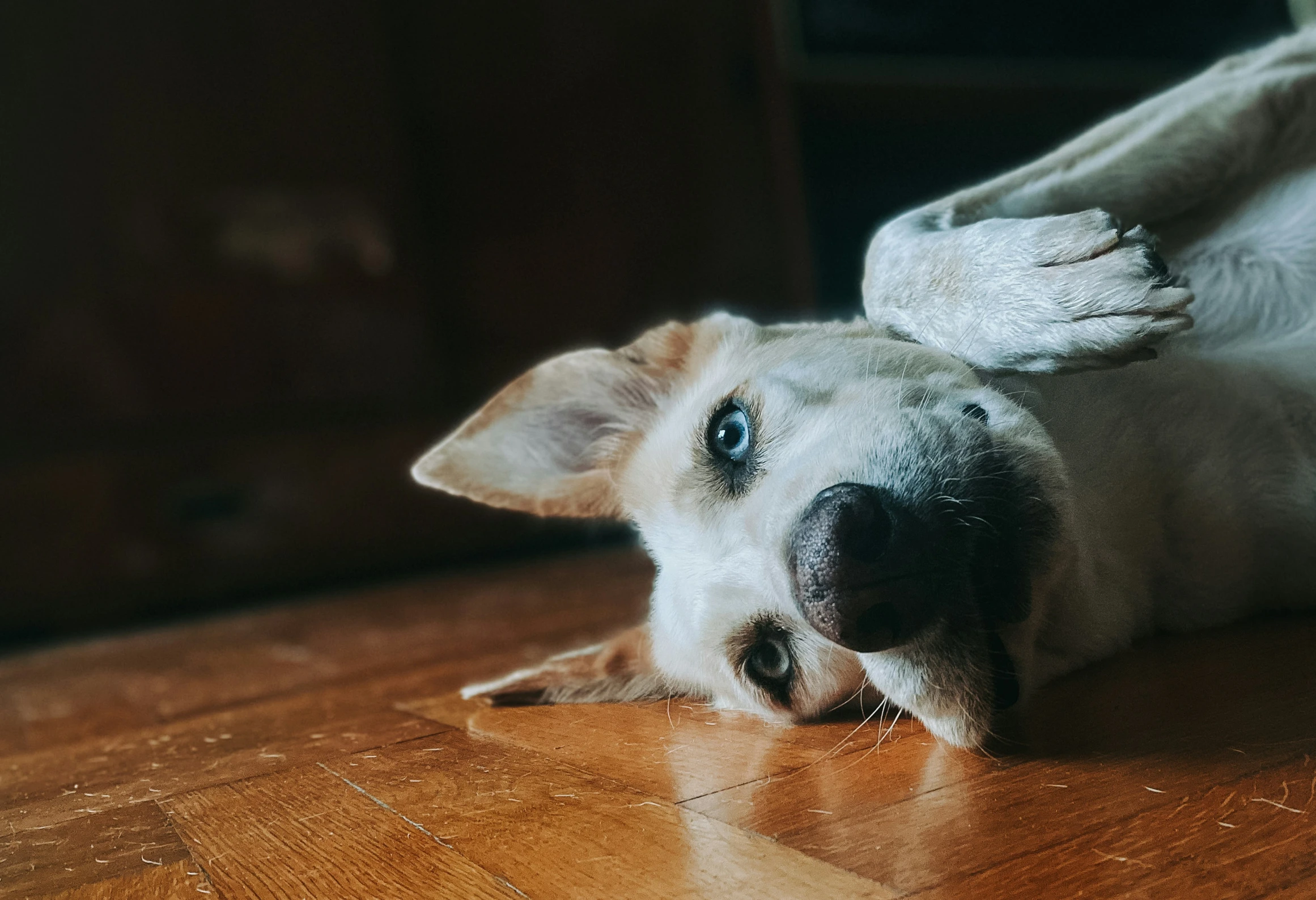 an adorable white dog laying on the ground looking up