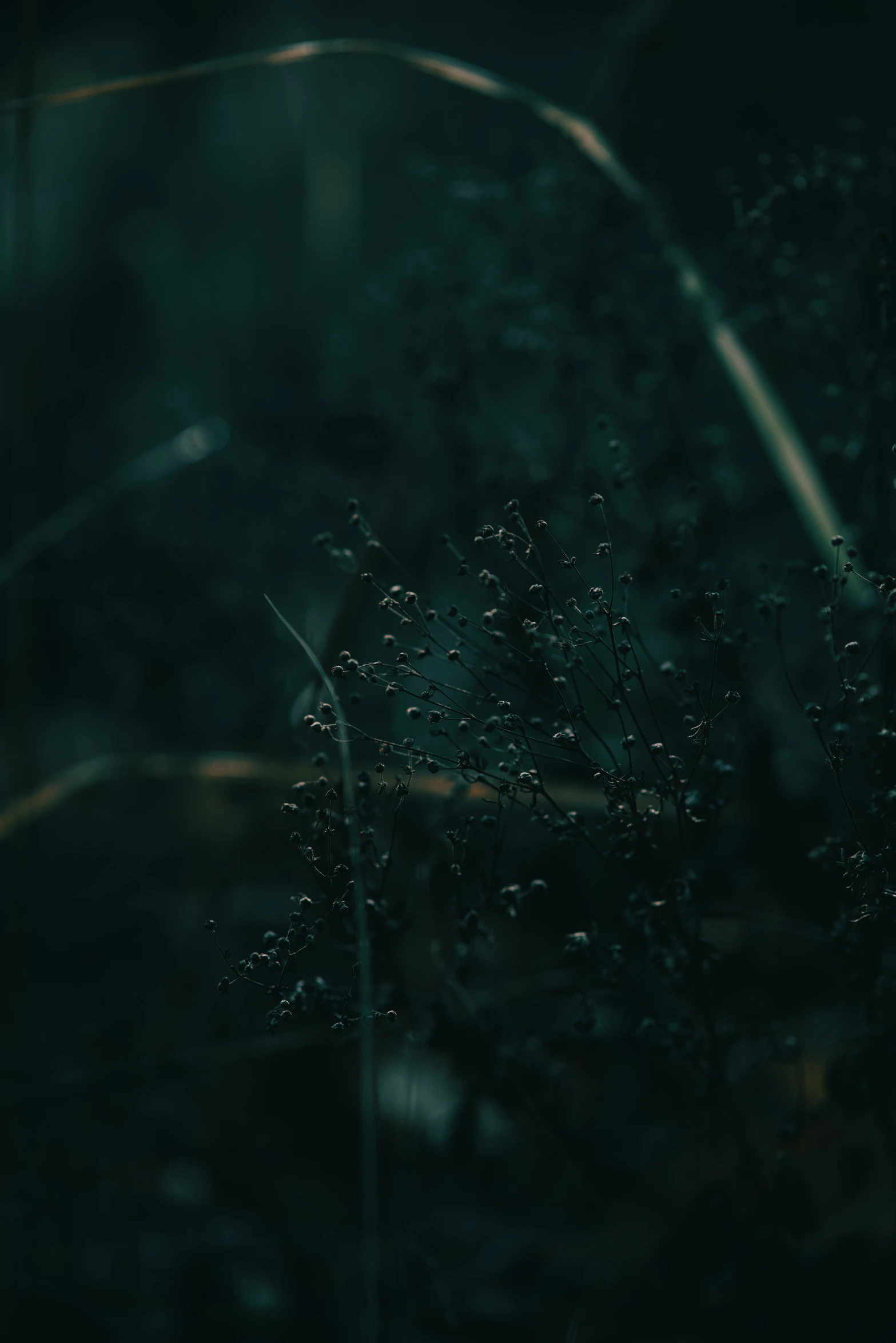 some green and black plants with drops of water on them