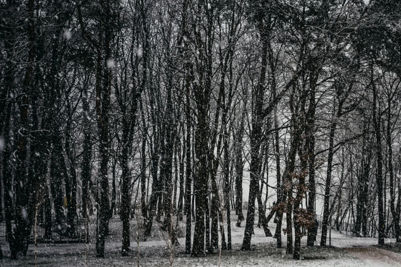 an open field with trees in it and some snow