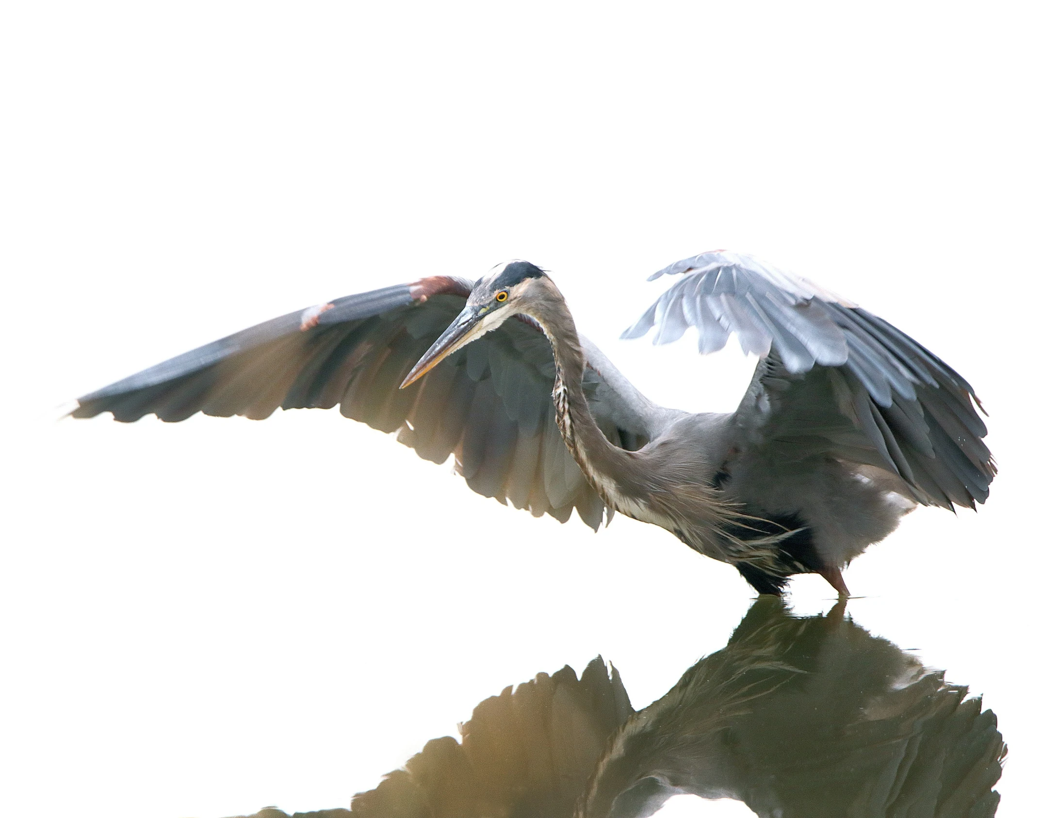 a bird is standing on top of the water