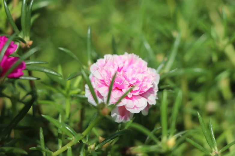 small pink flowers grow on the side of the field