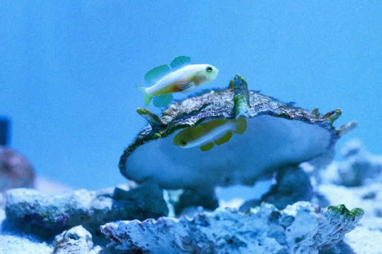 an aquarium with green and yellow fish swimming near a coral