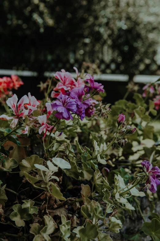 many flowers bloom in a garden with lots of green leaves