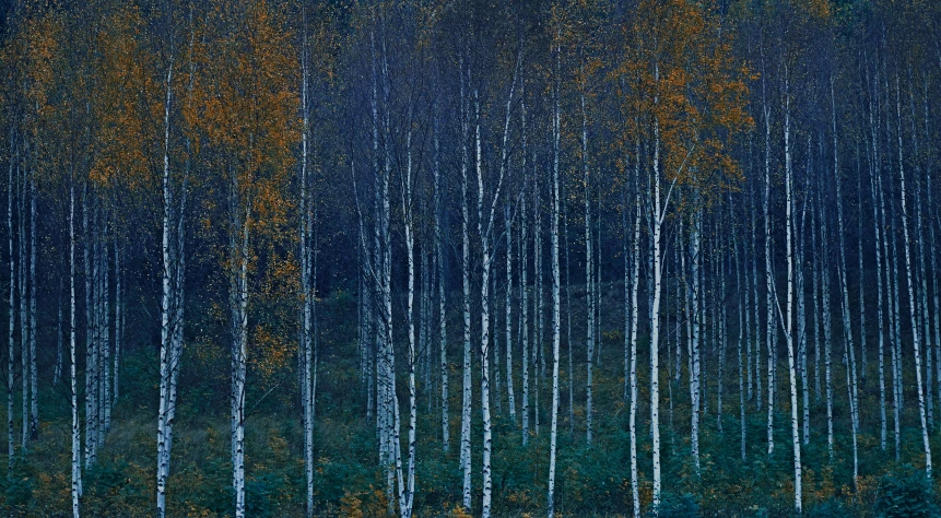 a dark forest with trees that are turning colors