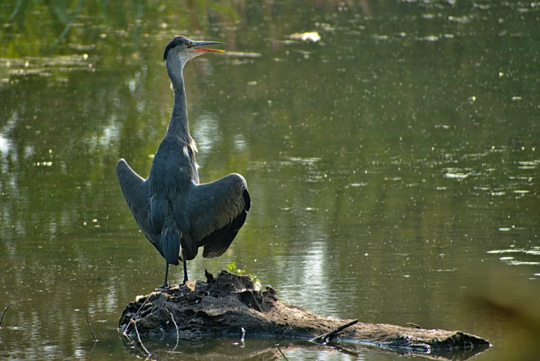 a large blue heron is standing on a nch in the water