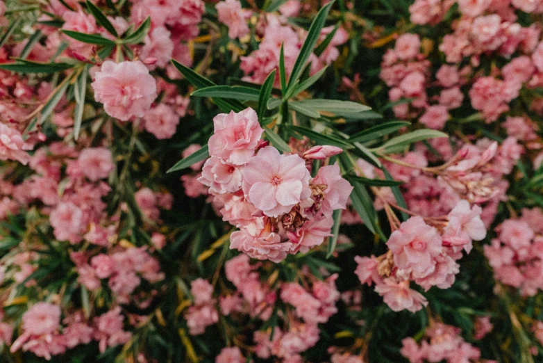 pink flowers that are on a tree