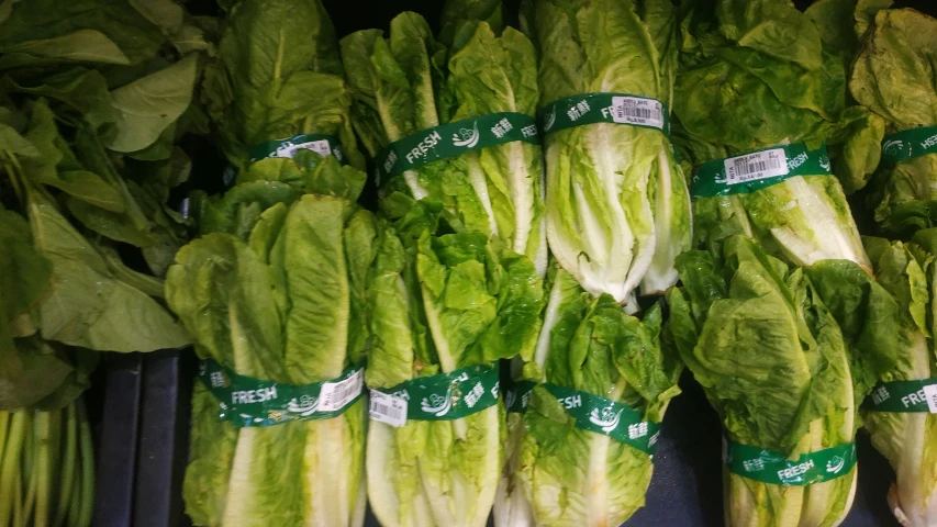 the lettuce is ready to be used in a vegetable farm