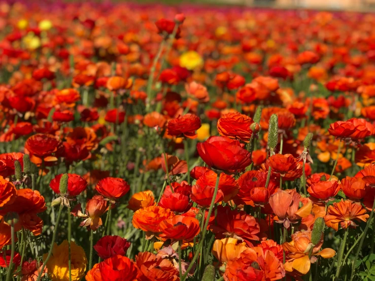 the orange and red flowers are in the field