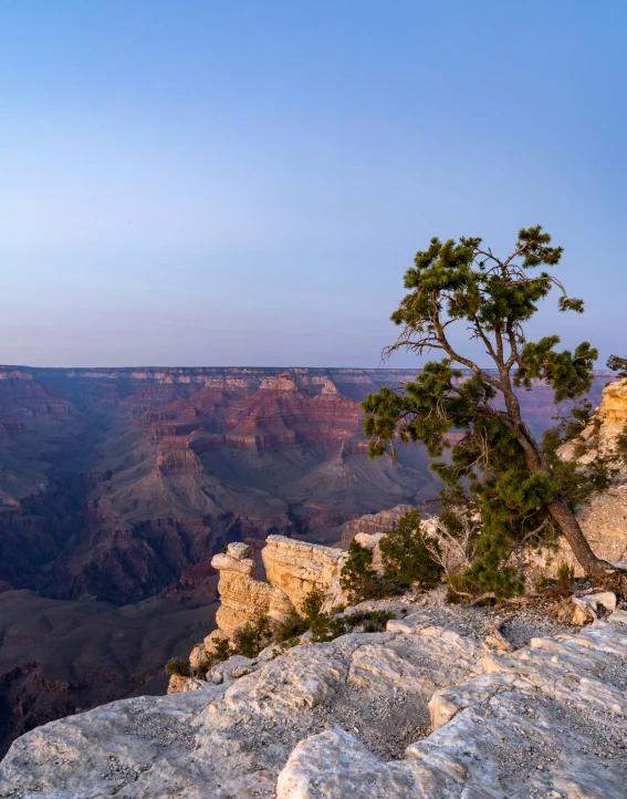 the grand canyon is in the distance with an old tree growing in it