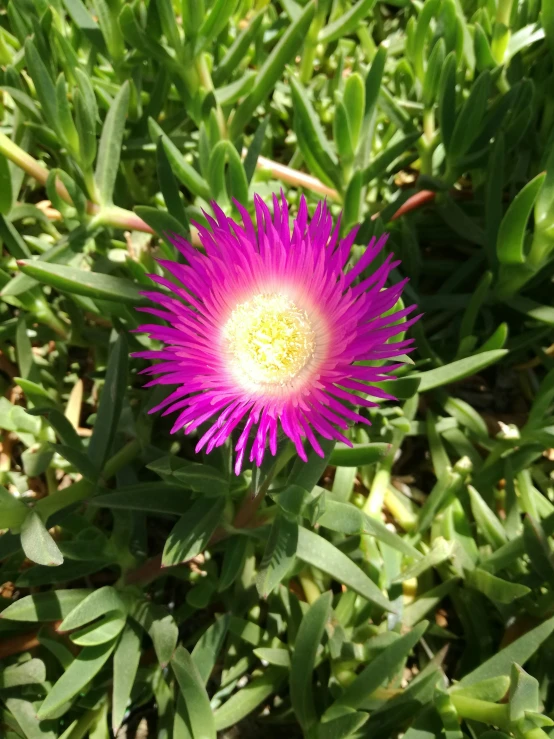 a pink flower on the ground among some grass