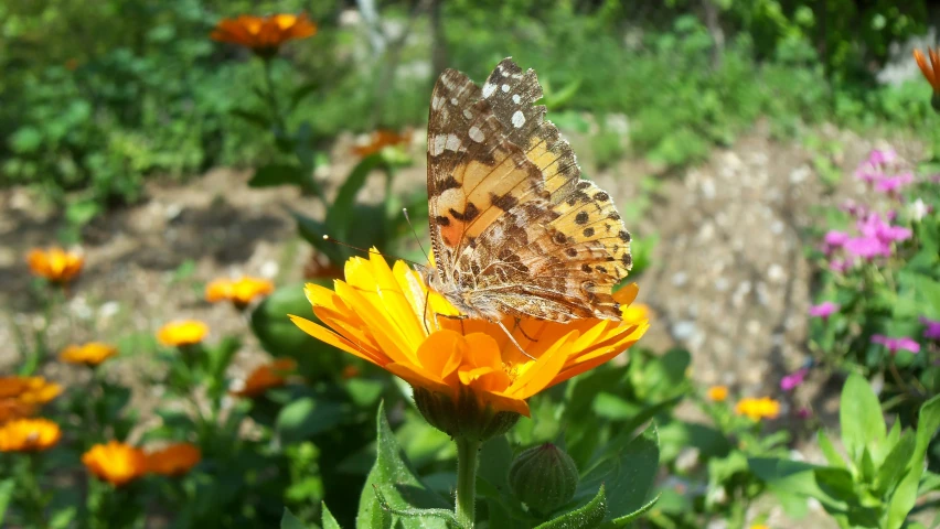 a erfly is sitting on a bright flower