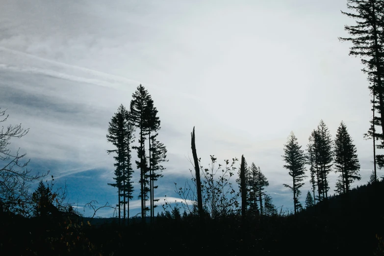 the silhouette of some pine trees on a clear day