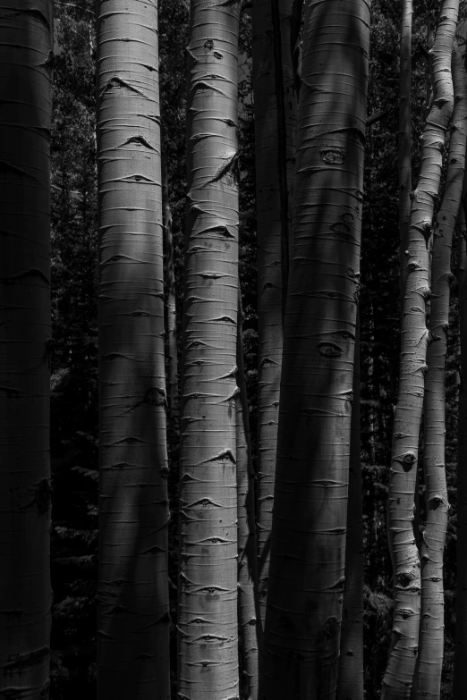 an array of trees in the distance with their trunks showing