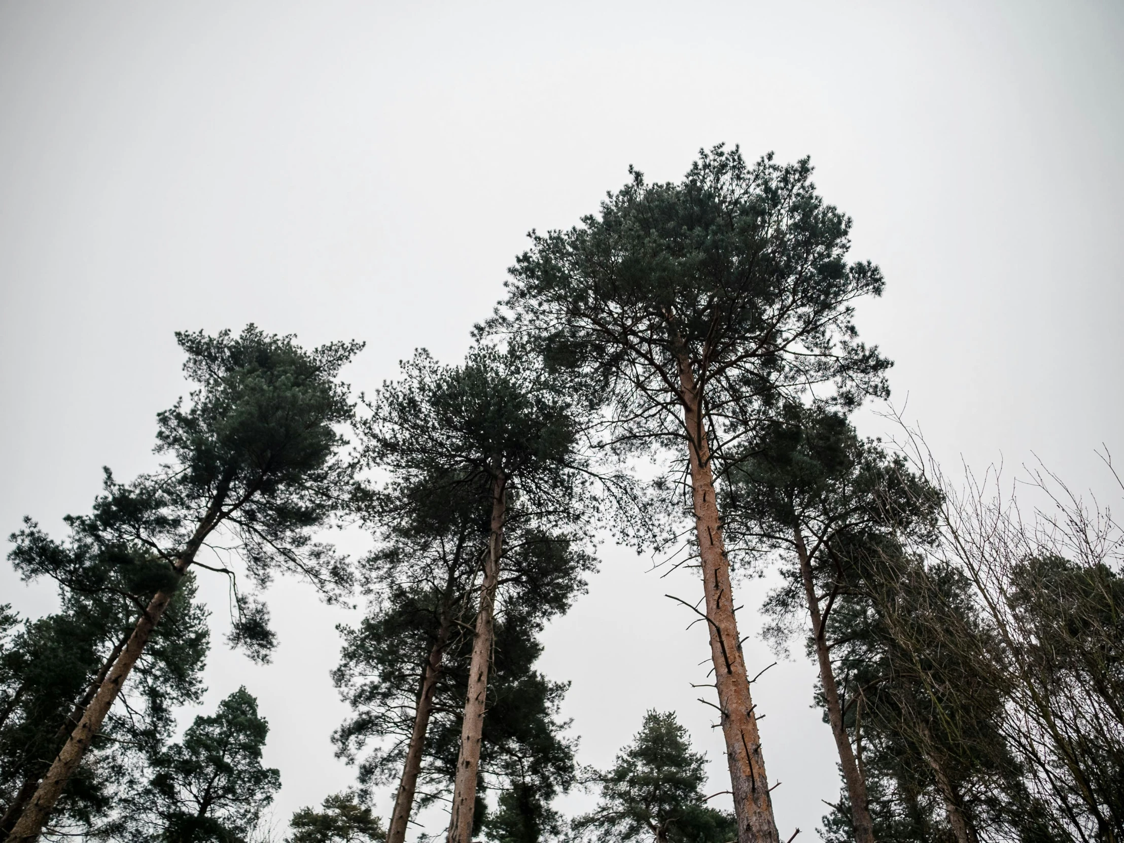 a line of trees against a white sky