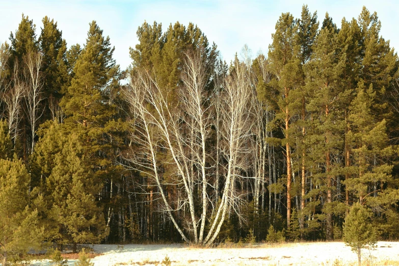 the tree is standing in the middle of a field