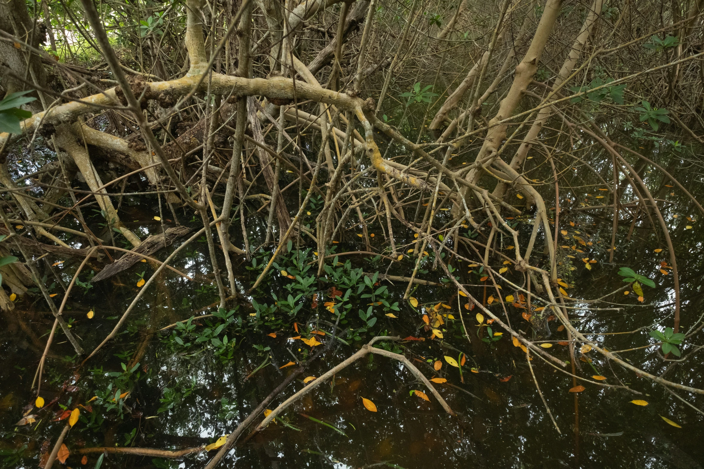 a body of water surrounded by trees