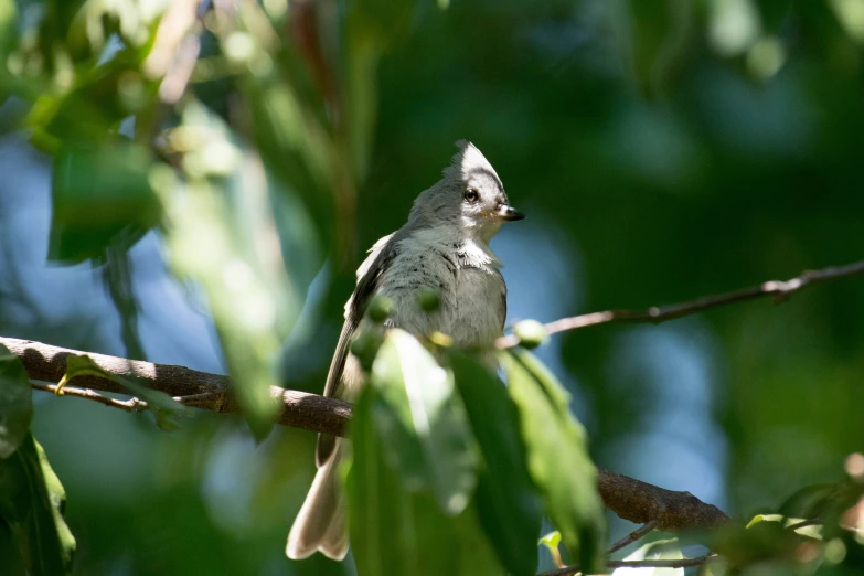 a small bird perched on a nch in the sunlight