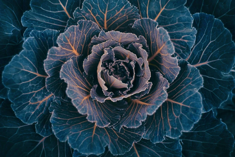 an upside down view of a flower with leaves